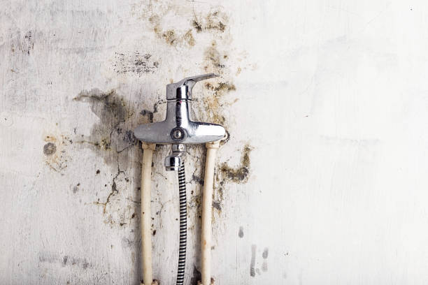 Best Mold Inspection  in Fredonia, NY