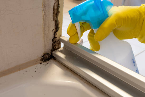 Best Same-Day Mold Removal  in Fredonia, NY