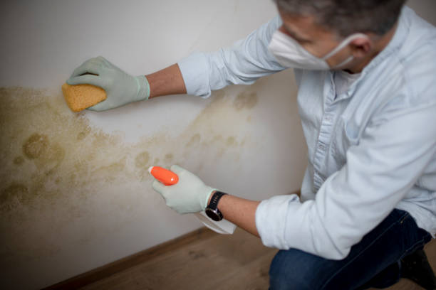 Best Mold Testing  in Fredonia, NY