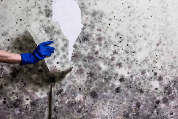 Best Mold Testing  in Fredonia, NY