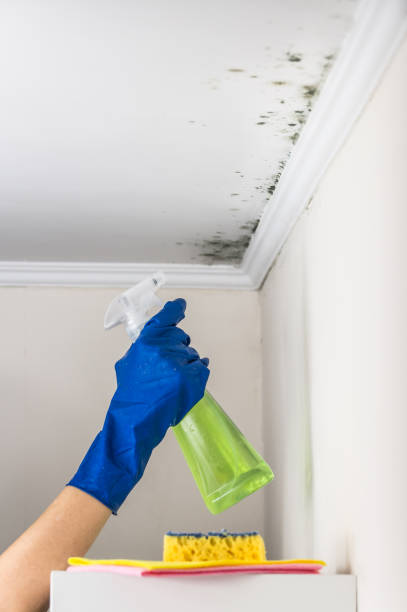Best Affordable Mold Removal  in Fredonia, NY